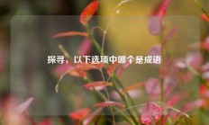 探寻，以下选项中哪个是成语