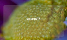 活跃的探子